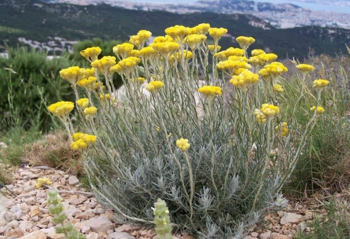 Villa Vue Mer Et Nature Route De Cigala Sollacaro Εξωτερικό φωτογραφία